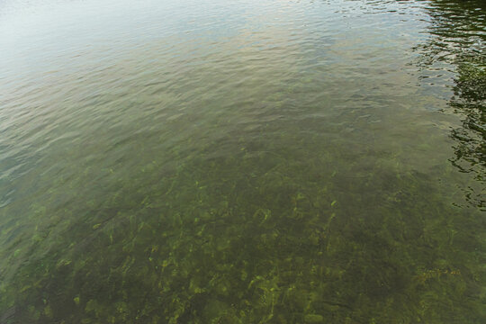 Clear shallow water with dense underwater algae and gentle ripples on the surface, showcasing aquatic vegetation and natural water texture