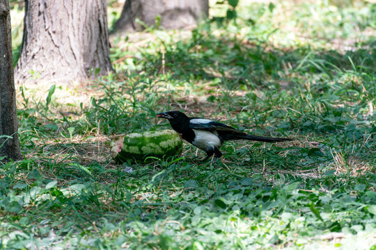A black and white Eurasian magpie (Pica pica) pecking at a leftover slice of watermelon on the green grass under a tree in a sunny park.