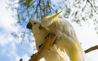 Cacatoès huppé jaune © JJfoto