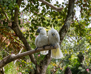 Cacatoès huppé jaune, Bali, Indonésie © JJfoto