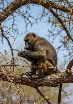 Wild Baboon Sitting on a Thorny Acacia Tree Branch and Eating Small Yellow Flowers in the African Savanna