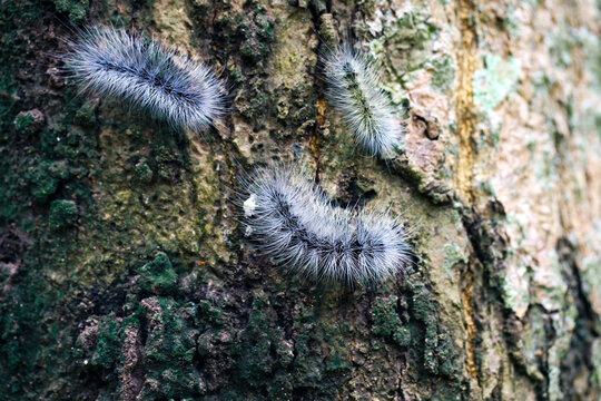 Close-up image of three hairy white caterpillars crawling on rough tree bark surface