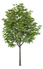 Obraz premium Littleleaf Linden Isolated PNG, Mature Tilia Tree, Transparent Background