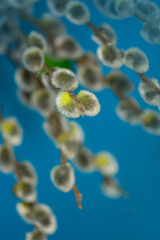 Bright blue backdrop enhances neutral tones of natural plant material. Bouquet of pussy willow on blue background with soft texture. © lesichkadesign