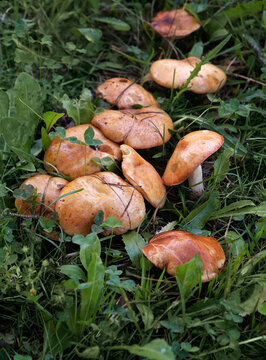 edible mushrooms of yellow boletus, suillus tridentinus (family Boletaceae, Suillus, Boletus granulatus), growing in grass. Picking wild fresh mushrooms in forest. top view