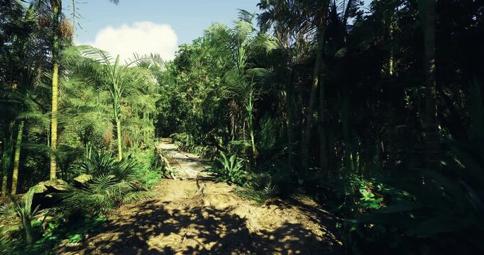 remote jungle approach with scattered boulders and dense palms, narrow muddy track climbs between vegetation worn boots and compass tracks suggest endurance