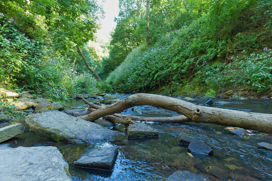 A scenic stream flows through a lush green valley. Rocks and a fallen log are visible in the clear water, surrounded by dense foliage under a bright sky - Ashworth Valley, Rochdale, UK