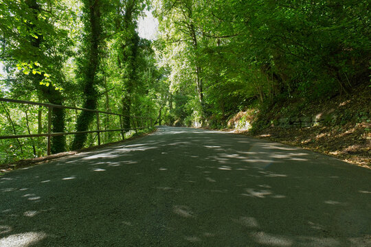 A sun-dappled paved road winds through a dense green forest, with a railing visible on the left - Ashworth Valley, Rochdale, UK