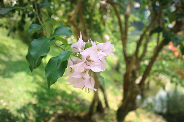 Delicate pale pink bougainvillea flowers bloom among glossy green leaves in a lush tropical garden, with softly blurred trees and greenery creating a peaceful natural background. © arimoto