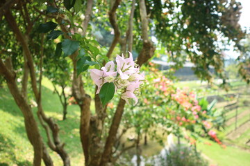 Delicate pale pink bougainvillea blossoms on a leafy branch in a lush tropical garden, with trees, greenery, and a winding path softly blurred in the background. © arimoto