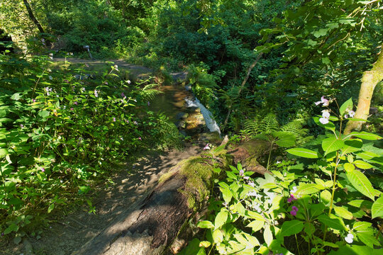 A verdant forest scene features a dirt path, a mossy log, and a distant small waterfall. Lush green foliage and wildflowers surround the sun-dappled trail - Ashworth Valley, Rochdale, UK