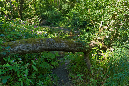 A mossy fallen log arches over a winding dirt path in a lush green forest. Sunlight filters through the dense foliage, highlighting the vibrant greenery - Ashworth Valley, Rochdale, UK
