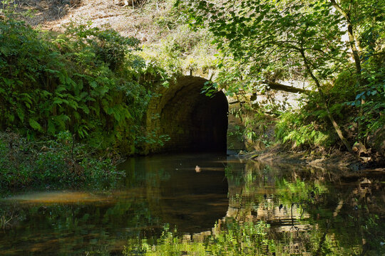A stream flows into a dark stone tunnel in a lush green forest. The water reflects the surrounding trees and ferns, with light visible at the tunnel's entrance - Ashworth Valley, Rochdale, UK