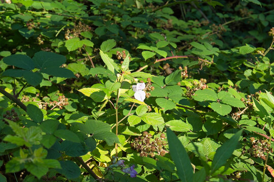 A vibrant close-up of green foliage, featuring a delicate white flower centered among dense leaves - Ashworth Valley, Rochdale, UK