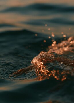 Close-up of a wave crashing onto the surface of the water. the water is dark blue and the surface is illuminated by the warm glow of the setting sun.