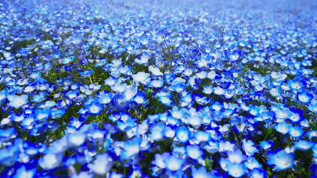 ネモフィラの花畑　春イメージ
