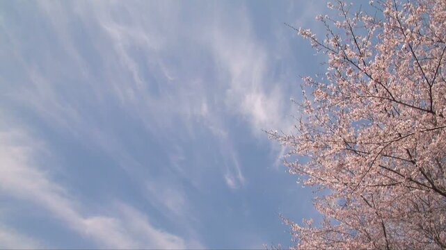 筋雲と桜吹雪