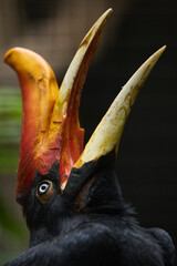 Rhinoceros Hornbill Perched Inside Zoo Aviary © Couperfield