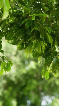 Vertical natural background of fresh hanging green leaves in soft sunlight with blurred bokeh, perfect for calm, fresh and botanical design projects.