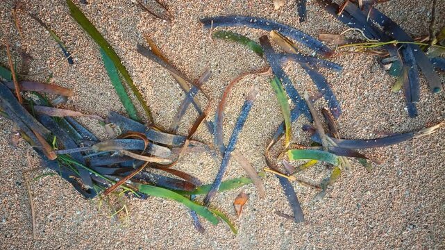 Top down view of dried seaweed and seagrass washed up on a sandy beach shore