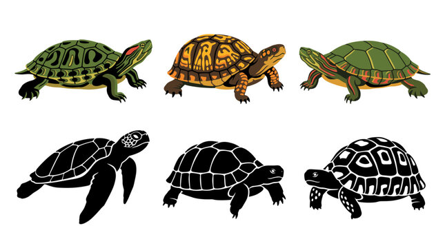 Collection of Turtle Vector Illustrations Featuring Red Eared Slider, Box Turtle, Painted Turtle, Green Sea Turtle, Russian Tortoise and Leopard Tortoise Isolated on White Background