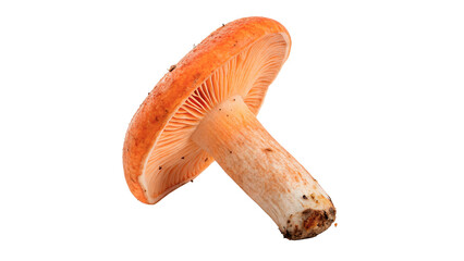 Fresh wild orange saffron milk cap mushroom isolated on transparent background © Pavel