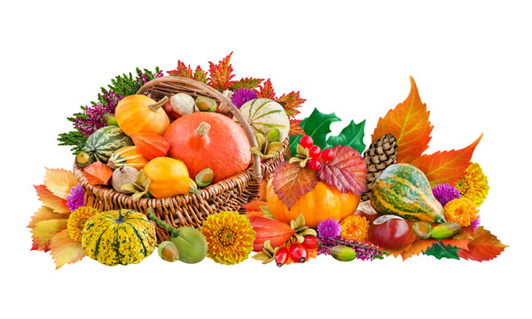 Autumn and natural decorations with chestnuts, pumpkins, leaves and flowers isolated on white  background