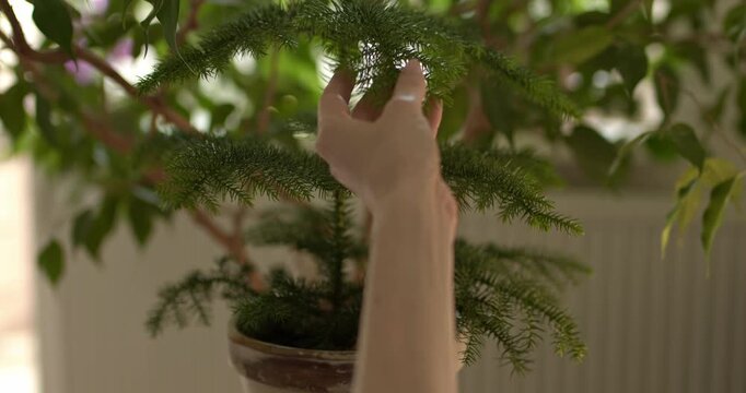 Houseplant care, water is sprayed from a spray bottle onto an Araucaria.