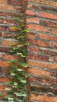 Vertical background of a small creeping plant growing along the corner of an old brick wall, symbolizing renewal, resilience and harmony between nature and structure.