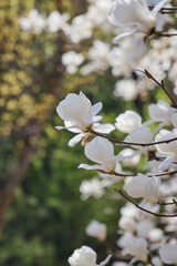 White magnolia blossoms on branches with a soft green spring background and copy space © HoyaEuny