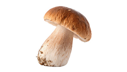 Fresh wild forest porcini mushroom fungus isolated on transparent background © Hanna