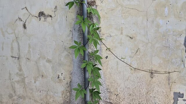 Green Climbing Vine Plant Wrapping Around Grey PVC Pipe on Weathered Concrete Wall