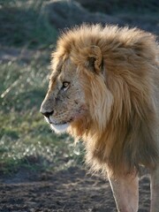 Lion profile with scars  © Miriam