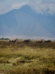 Rhino walking on Savannah with mountain behind © Miriam