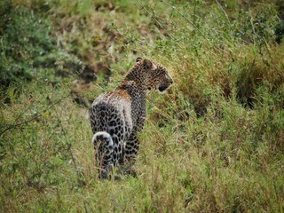 Leopard on its back profile face © Miriam