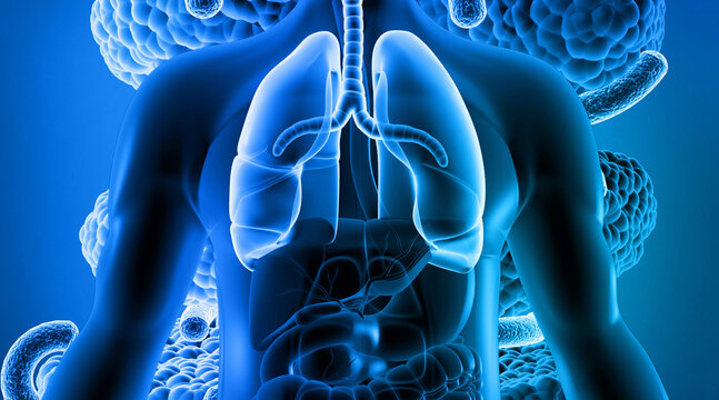 Detailed 3D human respiratory system anatomy with glowing lungs on professional scientific background.