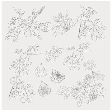 Fig Botanical Line Art Collection