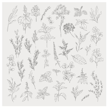 Culinary Herbs Botanical Line Art Collection