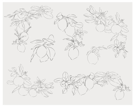 Citrus Blossom Botanical Line Art Collection