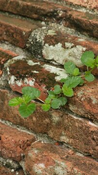 Vertical close-up of tiny green plants sprouting from aged brickwork, highlighting natural resilience, growth and the beauty of life emerging from rough surfaces.
