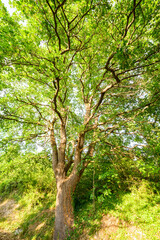 Fototapeta premium Tall pubescent oak tree with thick trunk and wide branches covered with green leaves under summer sunlight in Montefeltro Italy