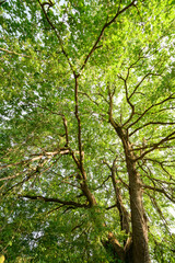 Fototapeta premium Tall pubescent oak tree with thick trunk and wide branches covered with green leaves under summer sunlight in Montefeltro Italy