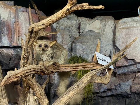 Bushbaby perched on a branch in an enclosure at Graskop, Mpumalanga, South Africa