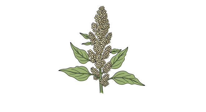 Detailed hand drawn illustration of a flowering quinoa plant with seeds and green leaves isolated on a white background for healthy food design.