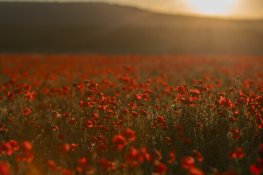 Vibrant poppy blooms stretch across a rural meadow under warm evening sunlight