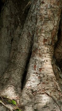 Vertical close-up of rough tree bark with natural cracks, warm sunlight and deep shadows, creating an organic texture background for nature and design projects.