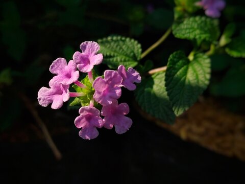 Close-up photograph of delicate purple wildflowers blooming among green leaves with a soft blurred background. This natural floral image is ideal for themes of nature, gardening, spring, botanical bea