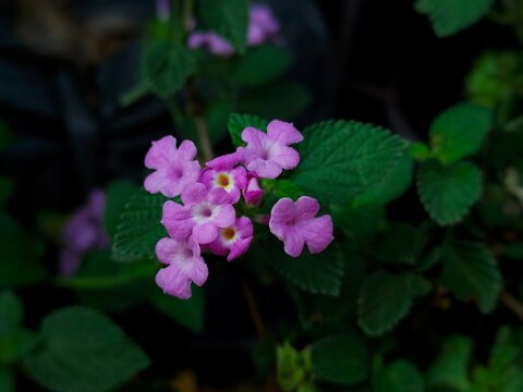 Close-up photograph of delicate purple wildflowers blooming among green leaves with a soft blurred background. This natural floral image is ideal for themes of nature, gardening, spring, botanical bea