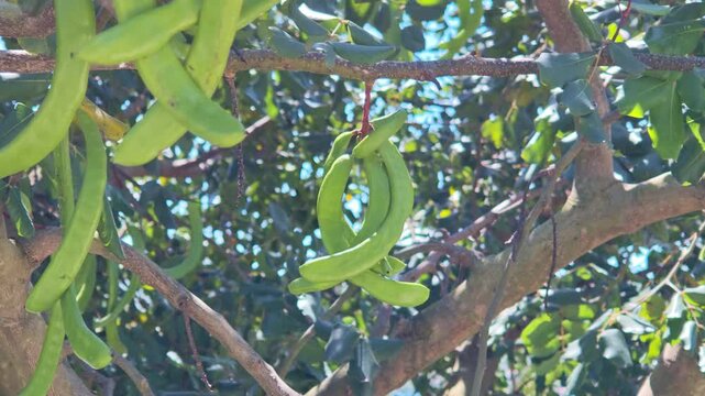 Green carob pods hang from the branches of a Ceratonia siliqua tree. The pods are elongated and vibrant green, surrounded by lush green leaves.