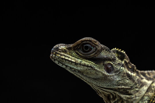 Sailfin Lizard Portrait Macro. Dramatic close-up of a Hydrosaurus dragon revealing textured scales and a sharp eye against a deep black studio backdrop.